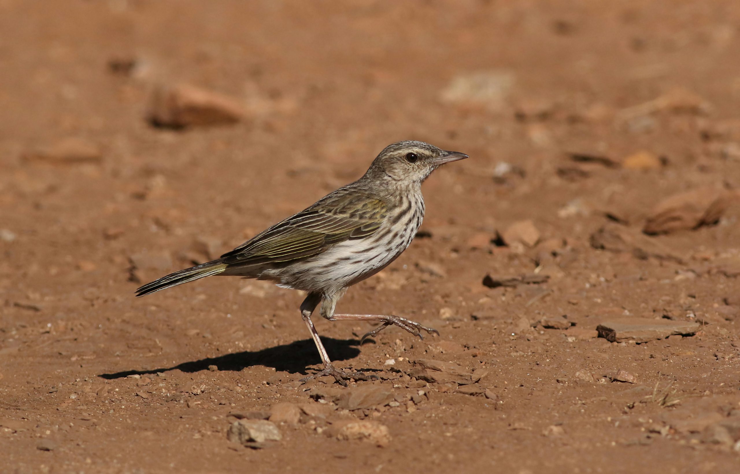 Ilustrasi terong pipit